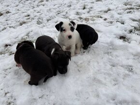 Predám šteniatka jack russel teriér x Stafford terier - 3