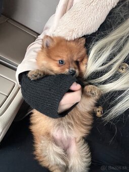 Pomeranian mini Boo - 3