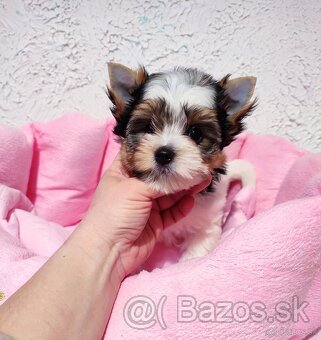 Biewer Yorkshire terrier - sučka s PP - 3