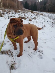 Shar-pei , šarpei - 3