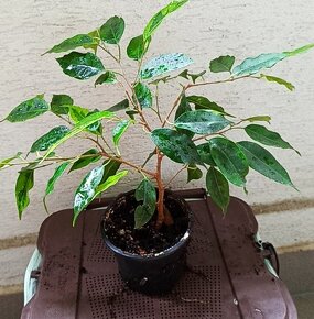 Ficus Benjamina - 3