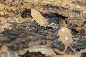 isopody - Porcellio laevis “Orange” - 3