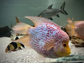 Flowerhorn SB - 3