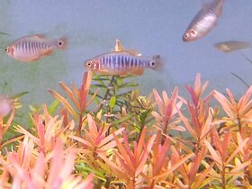 Razbora barmská (danio barmské ) - 3