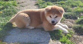 Šteniatka AKITA INU s rodokmeňom - 3