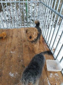 Welsh terrier - 3