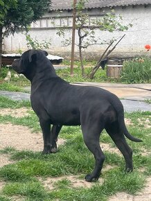 Cane corso - 3