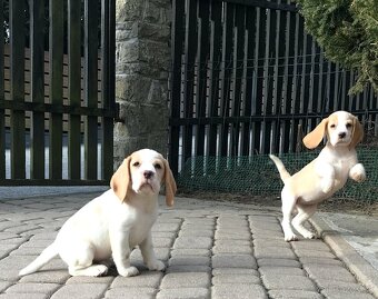 Bígel Beagle Bigl s PP FCI (bicolor) - 3