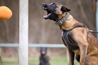 Belgický ovčiak- Malinois s PP - 3