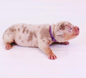 American bully XL, pitbull xxl - 3