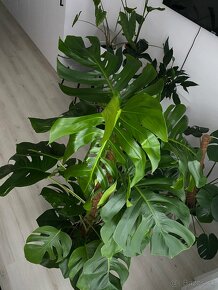 Monstera - 3