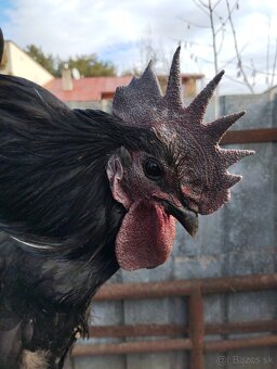 Predám kohúta kríženec Ayam cemani - 3