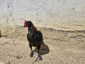 Kohúty Ayam cemani, Maranska medenokrká - 3