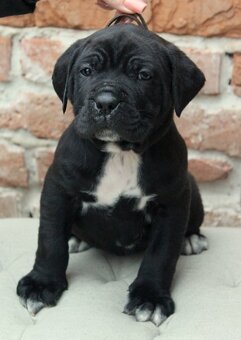 Cane corso PP šteniatka - 3