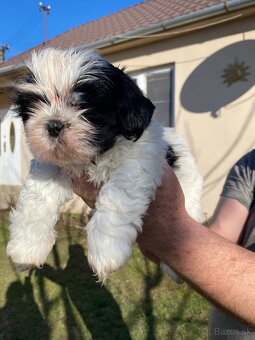 Shih-tzu - 3