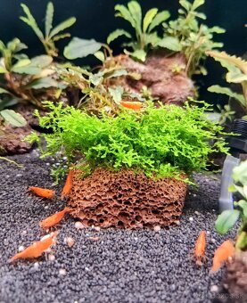 Predám krevetky Neocaridina Orange Sunkit grade SS - 3