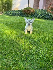 Francuzsky buldocek lilac tan merle fluffy psík - 3