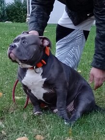 American bully - 3