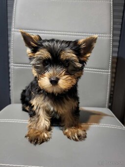 Yorkshirsky terier, Yorkshire Terrier, Jorksirsky terier - 3