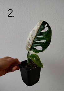 Monstera adansonii variegata - 3