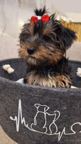 Yorkshire terrier, yorkshirsky terier - 3