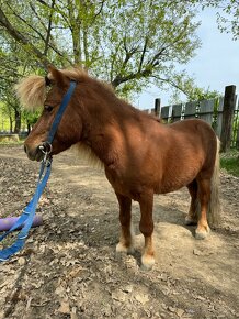 Plemenny žrebec shetland pony - 3