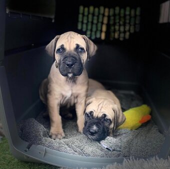 Boerboel - štěňata s PP (FCI) - 3