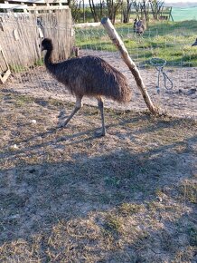 Emu hnedý - 3