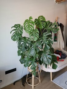 PREDANE Monstera - 3