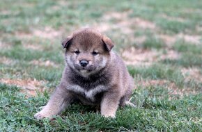 Shiba inu šteniatka s PP - 3