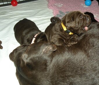 Labrador retriever -  čokoládové šteniatka s PP - 3