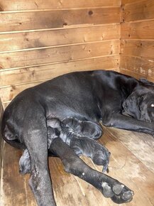 Predám šteniatka Cane Corso + Bandog - 3