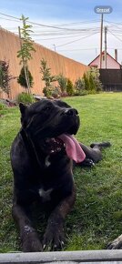 American Bandog - 3