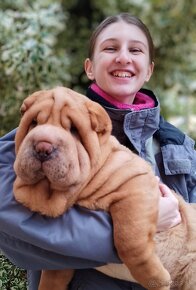 Šarpej, Sharpej, Shar-pei s PP. - 3