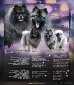 Nemecký špic vlčí / Keeshond s PP FCI - 3