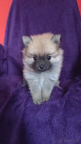 Pomeranian - 3