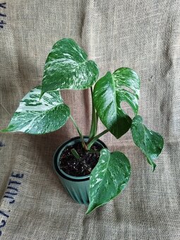 Monstera albo 5 - 3