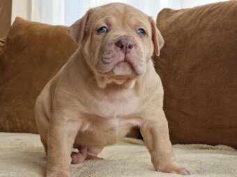 American bully xl - 3