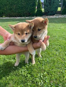 Shiba inu - 3