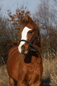 Welsh pony B import z Velké Británie - 3