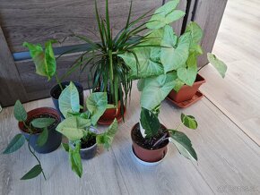 Izbove rastliny- odrezky pothos, dracena, ctenante - 3