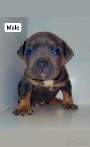 American bully pocket s PP. - 3