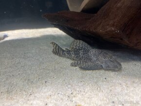 Pleco Hypostomus Plecostomoides - 3