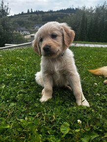 Zlaty retriever - 3