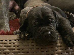 Cane Corso s PP FCI - 3