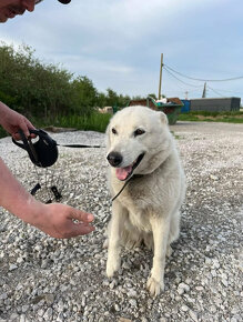 Darujem sucku Husky z rodinnych dovodov - 3