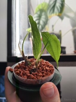 Alocasia Heterophylla dragon's breath hľuzky - 3