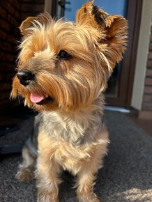 Yorkshire terrier - 3