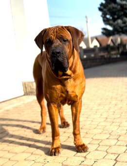 Tosa inu - TOP štěňátka s PP - 3