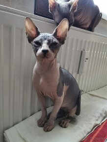 Sphynx kocúrik - 3